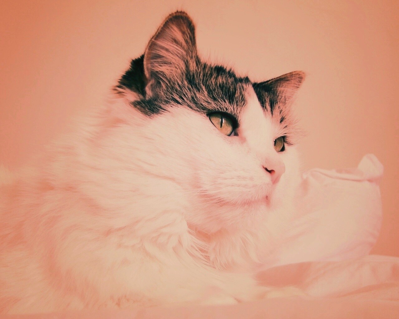 Белый кот с серой макушкой обои