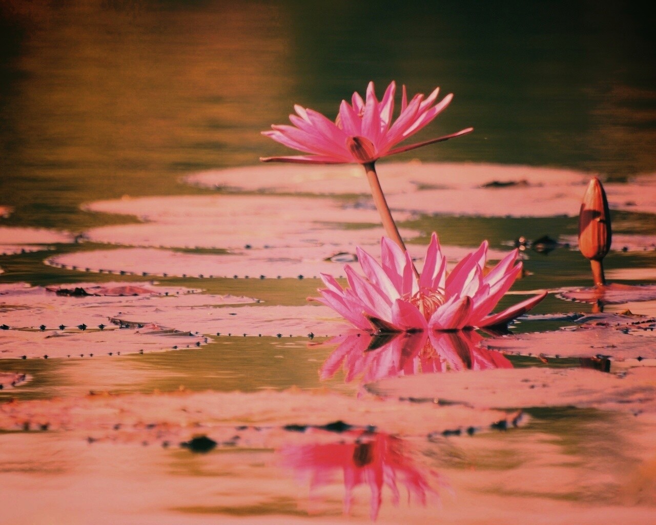 Цветущие кувшинки обои