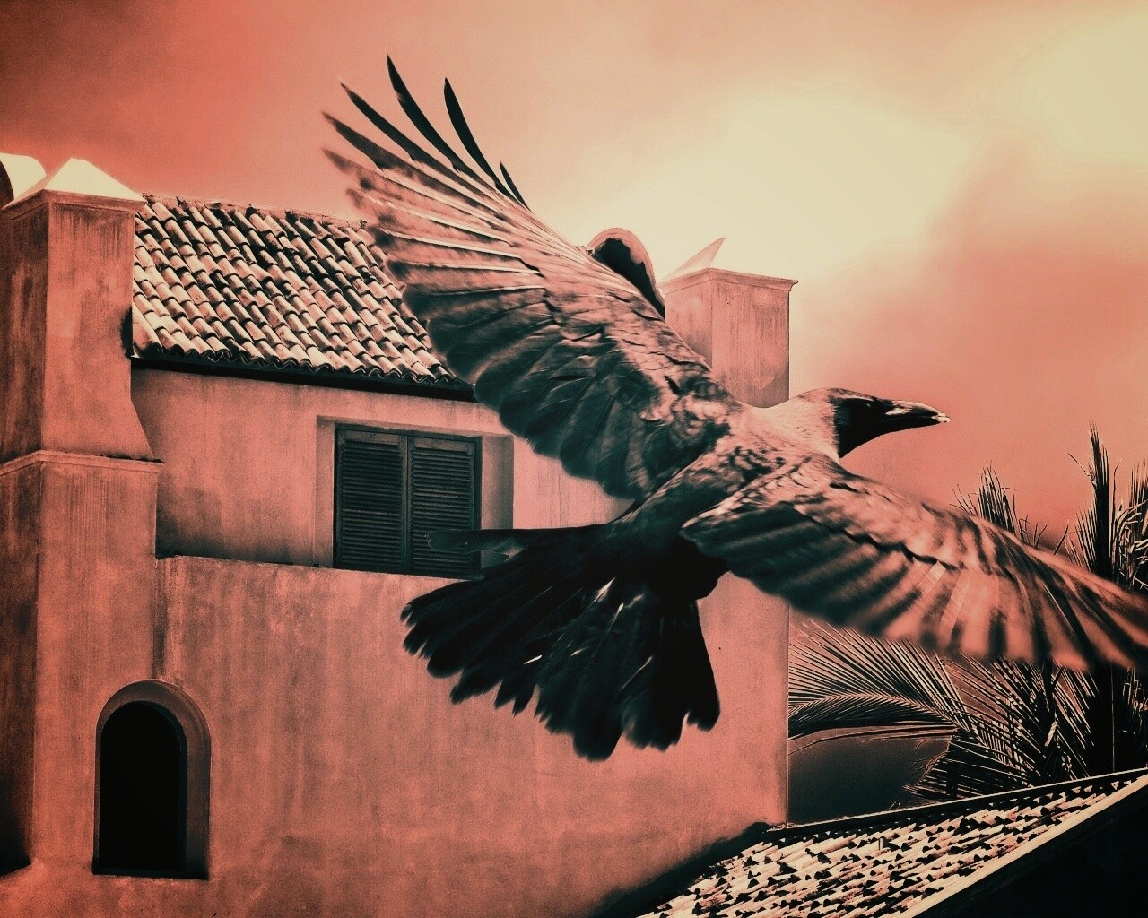 Полёт ворона обои