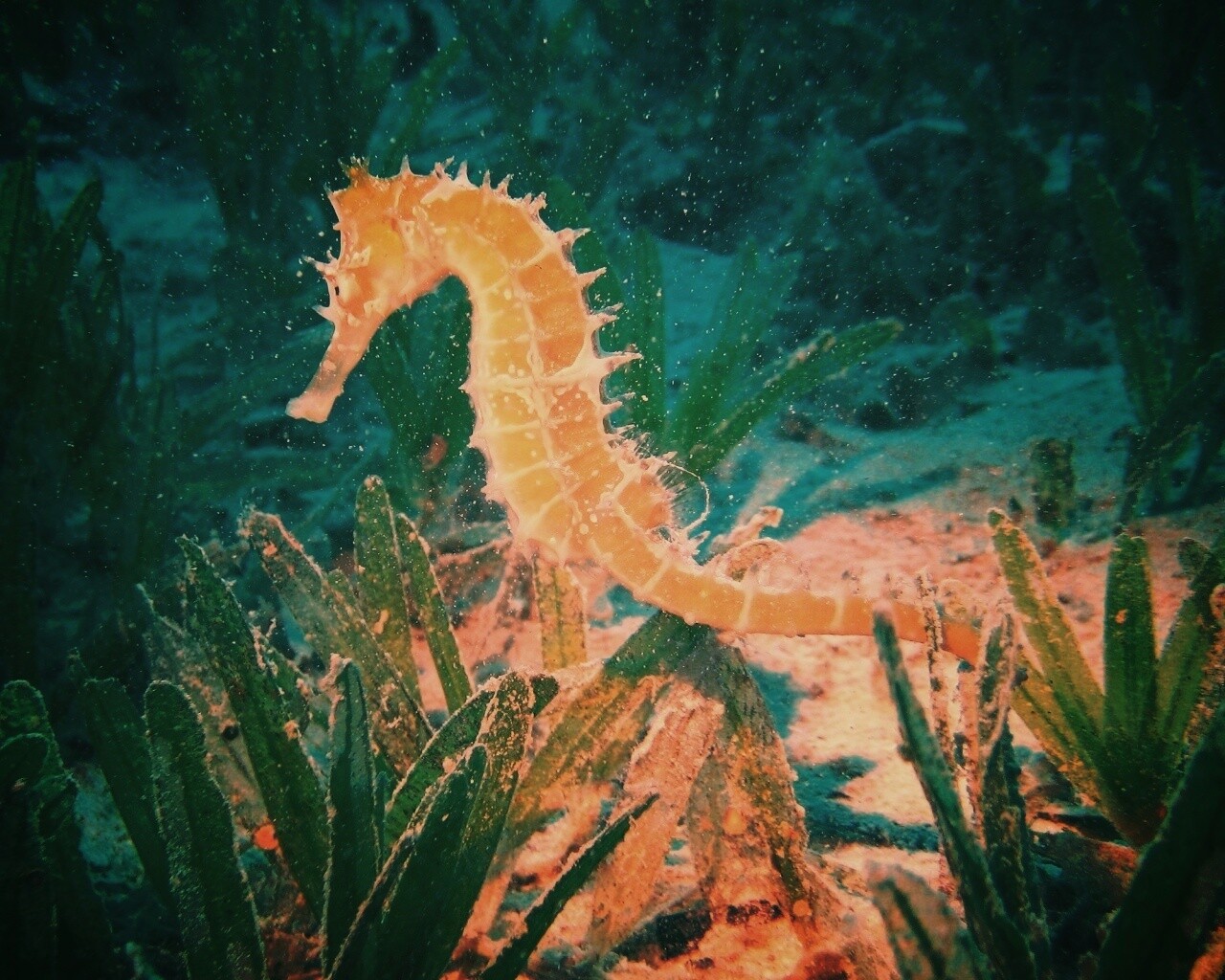 Морской конек обои