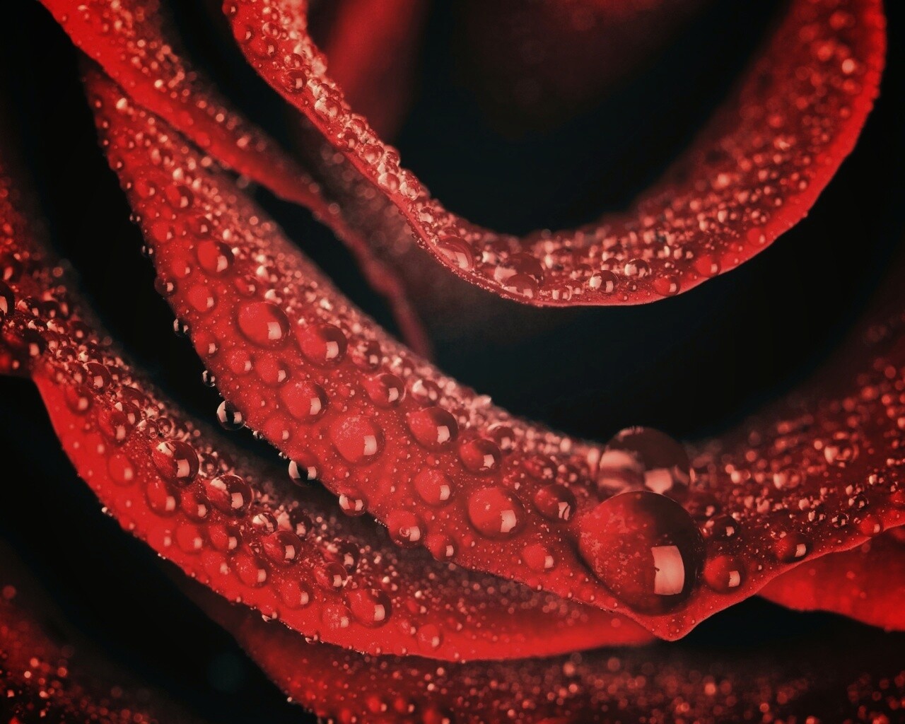 Роза в каплях обои