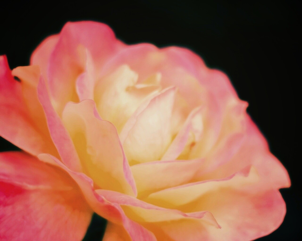 Картинка с нежным розовым цветком обои