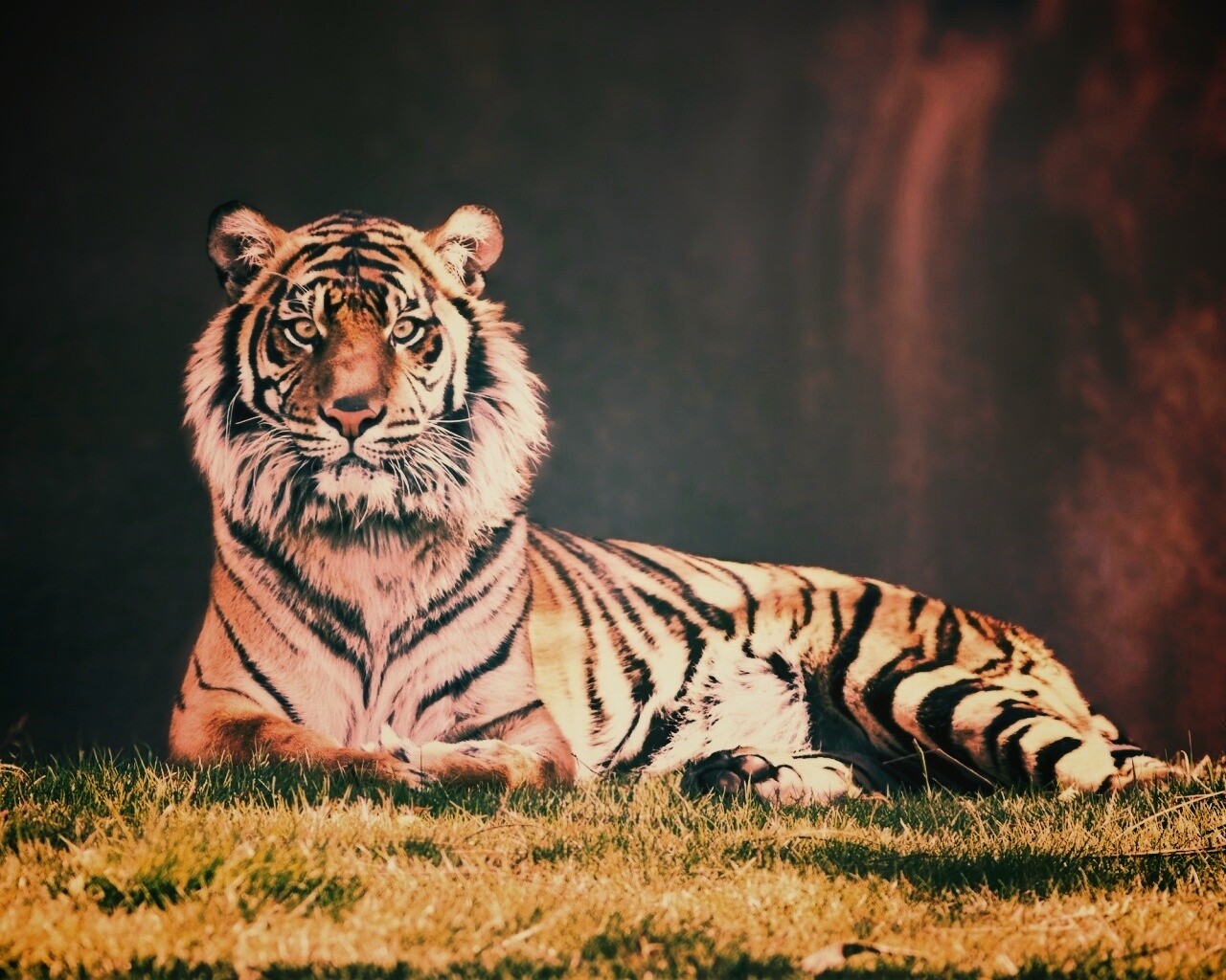 Величественный тигр обои