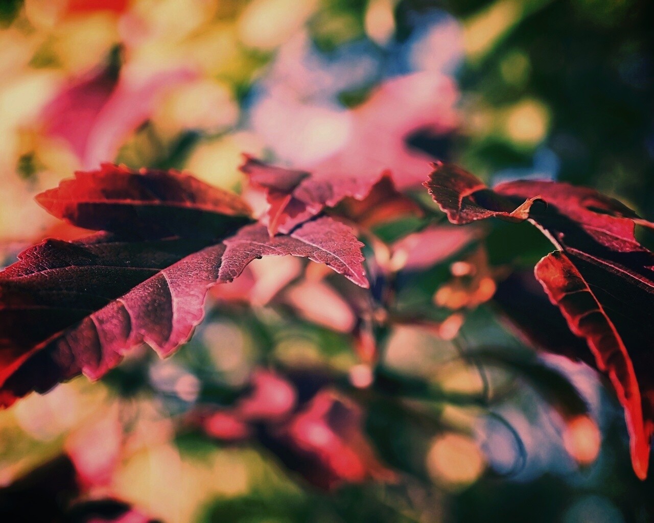 Красивые осенние листья в баговых цветах обои