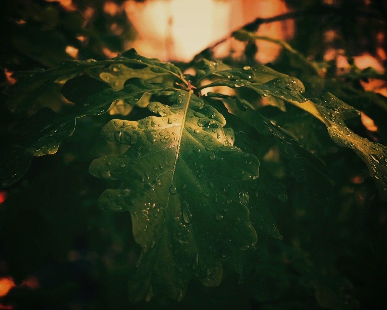 Сочные листья дуба обои