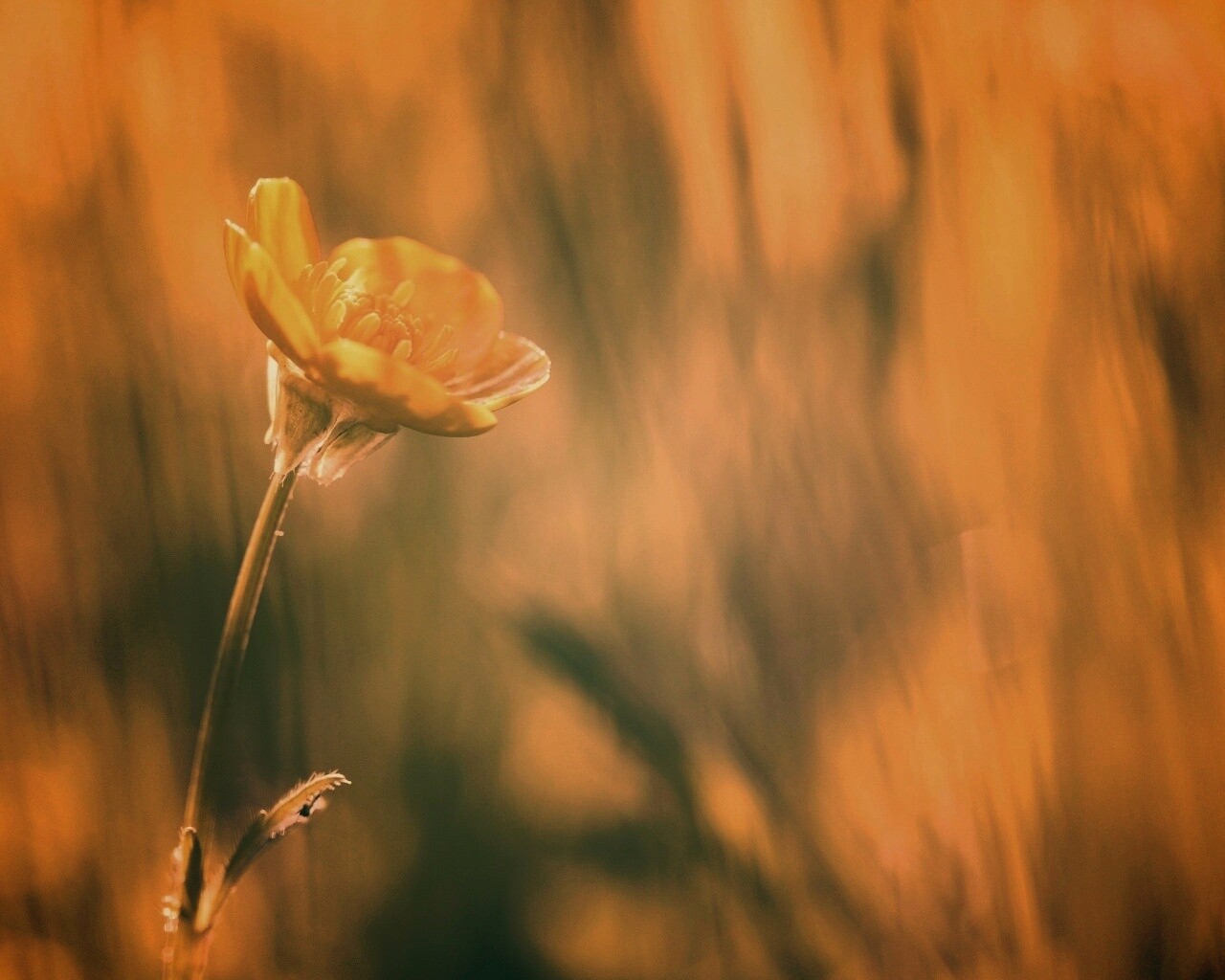 Маленький жёлтый цветочек обои
