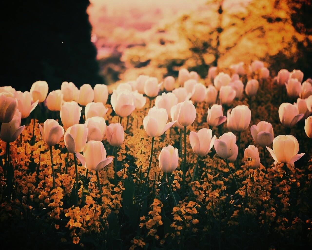 Белые тюльпаны обои