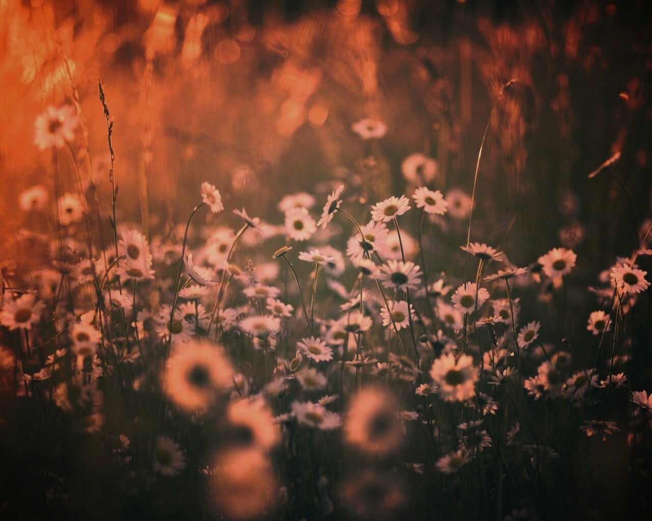 Поле ромашек обои