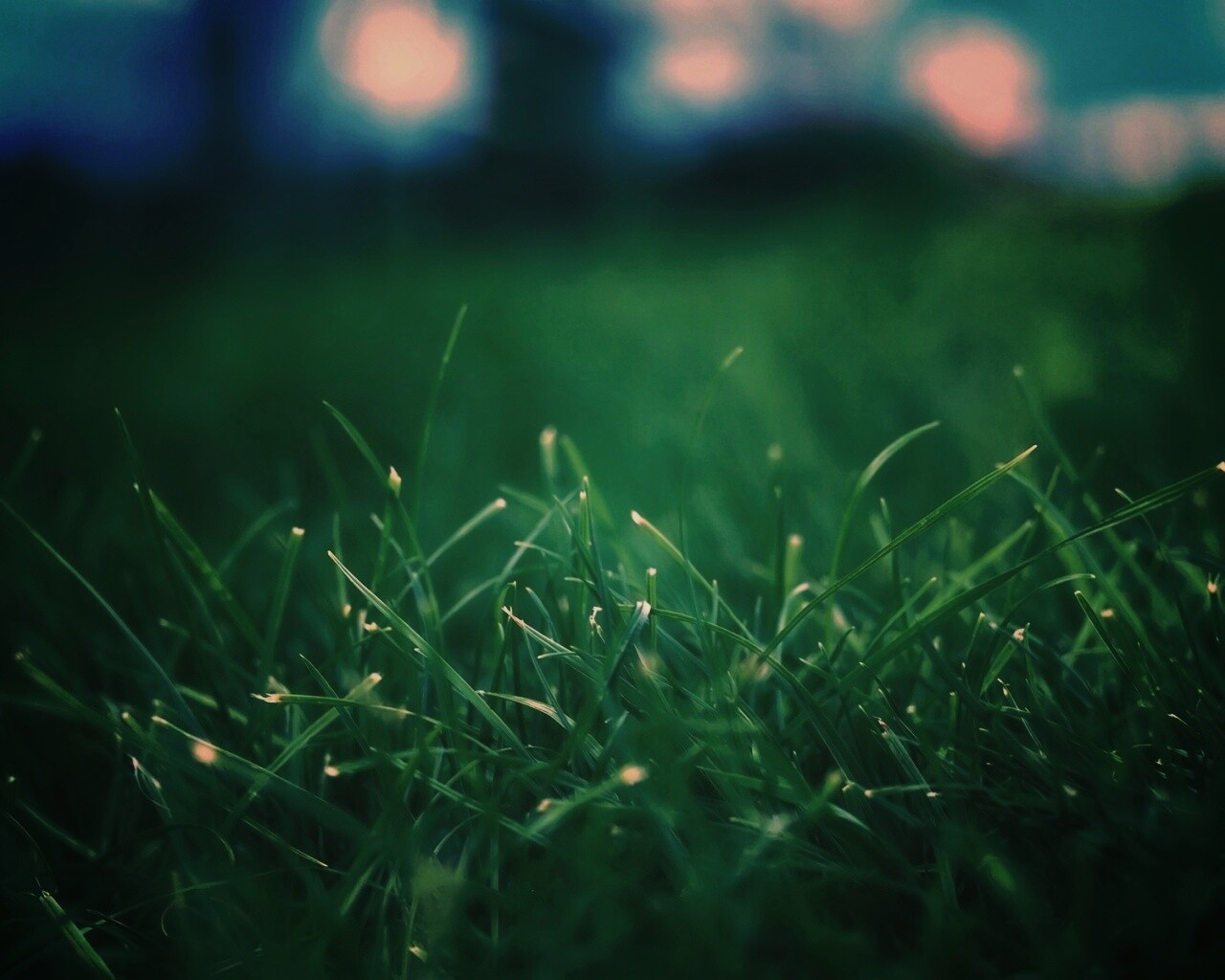 Сочная трава обои