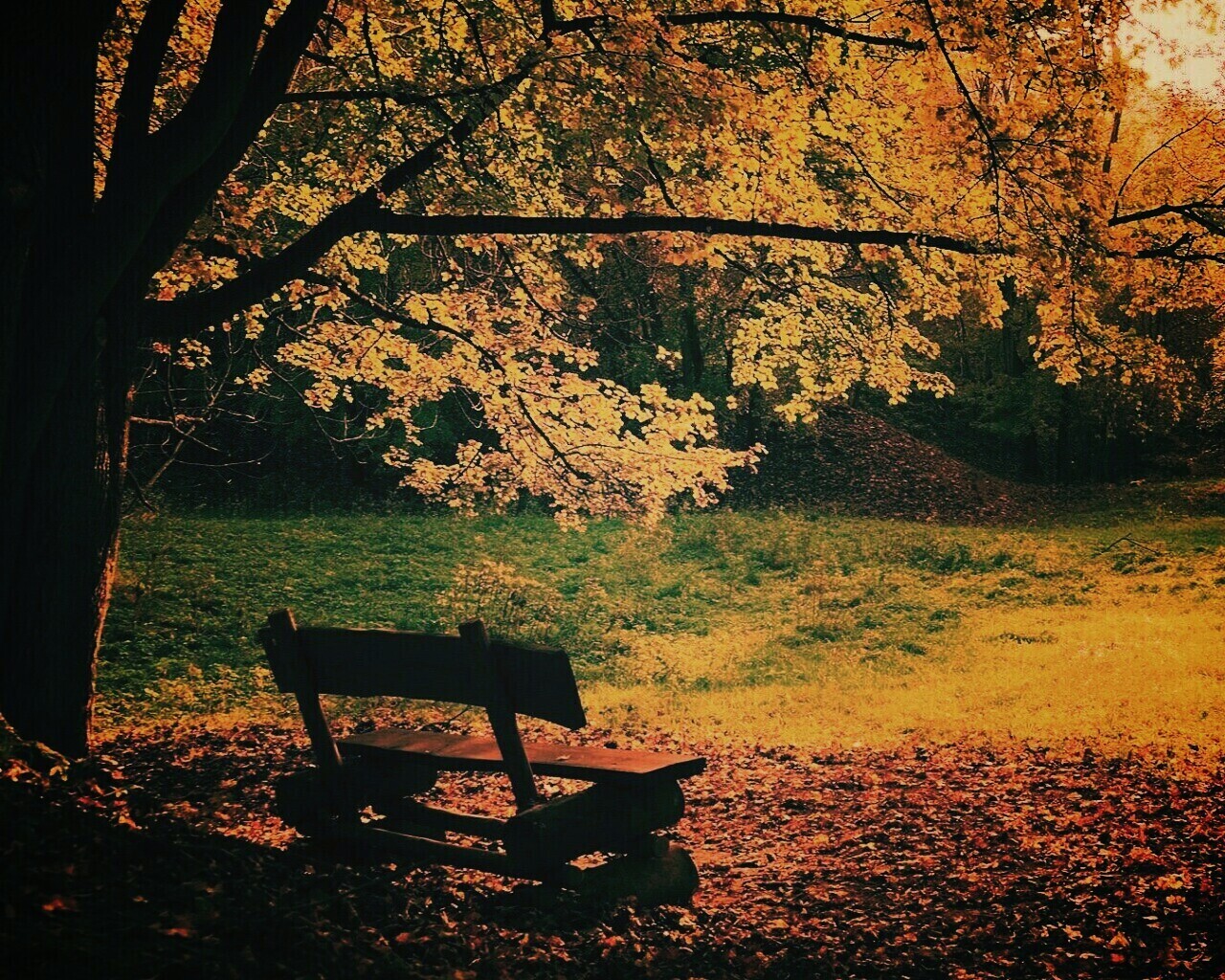 Скамейка под деревом обои