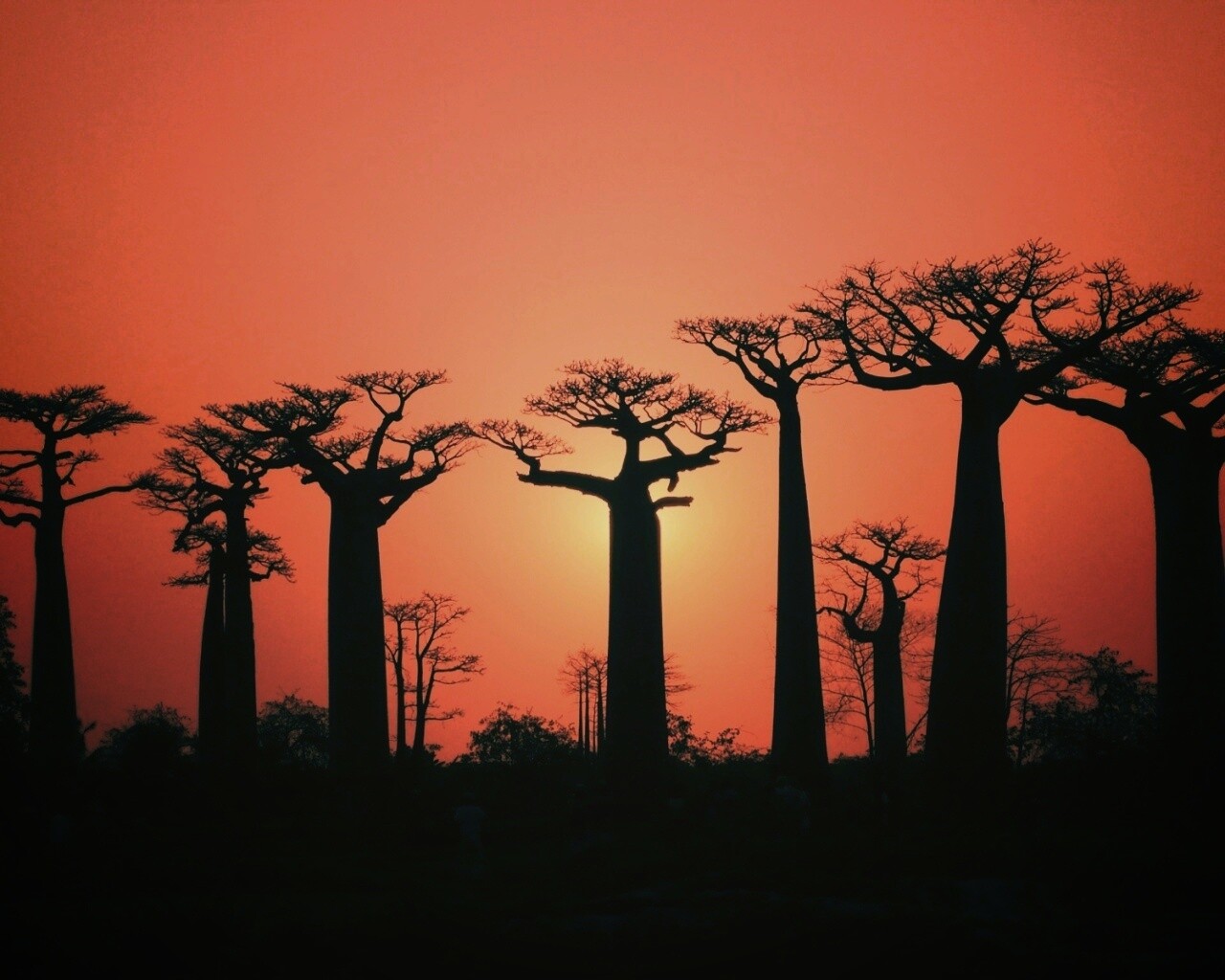 Баобабы на закате обои