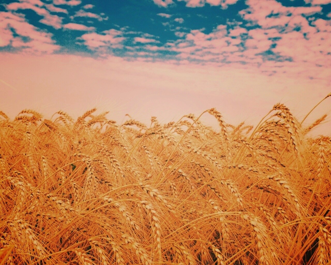 Колосья в поле обои