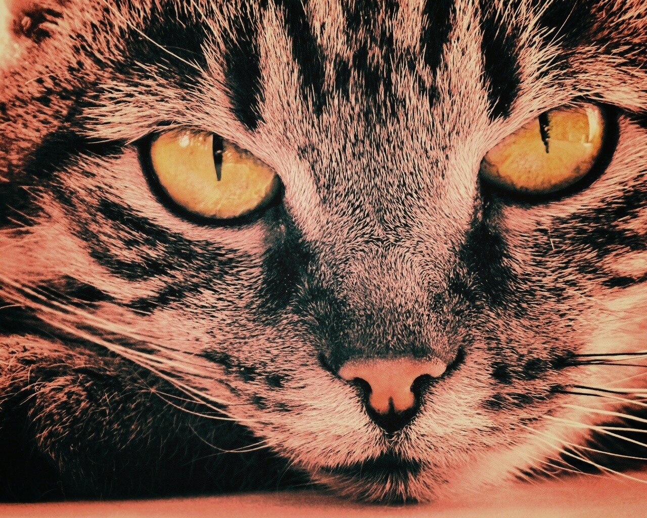 Пристальный кошачий взгляд обои