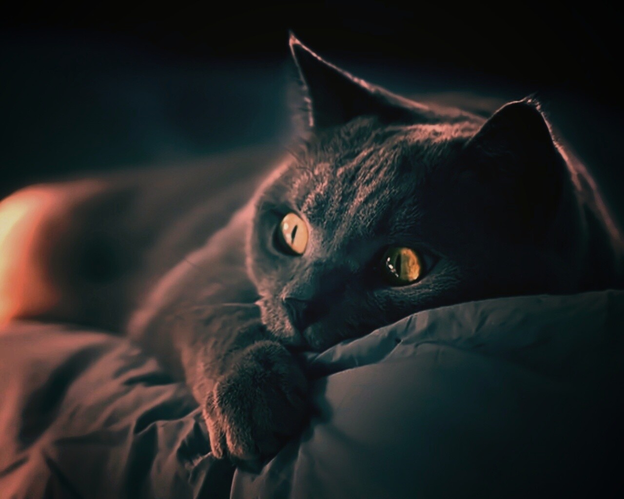 Персидский кот на кровати обои