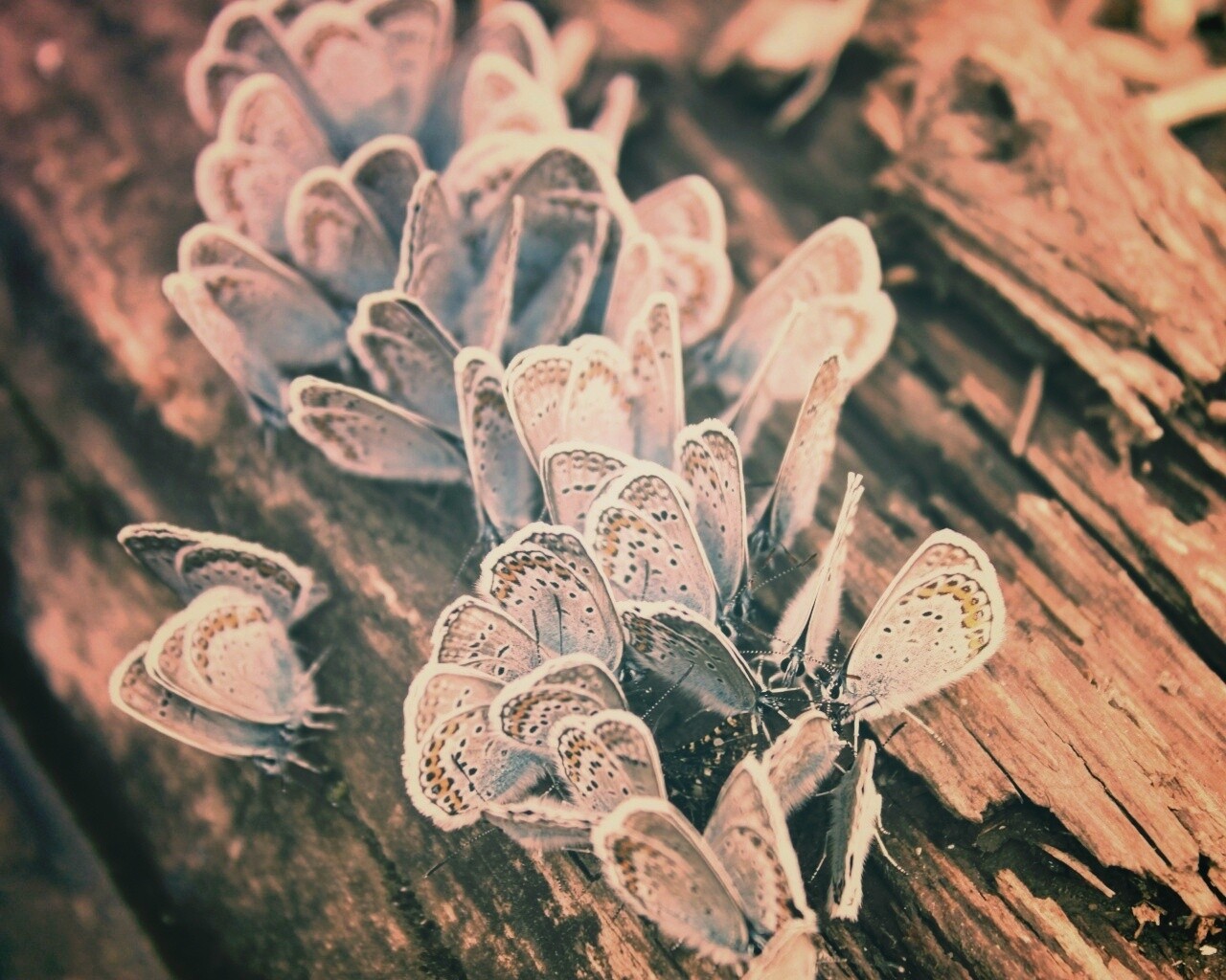 Голубые бабочки обои