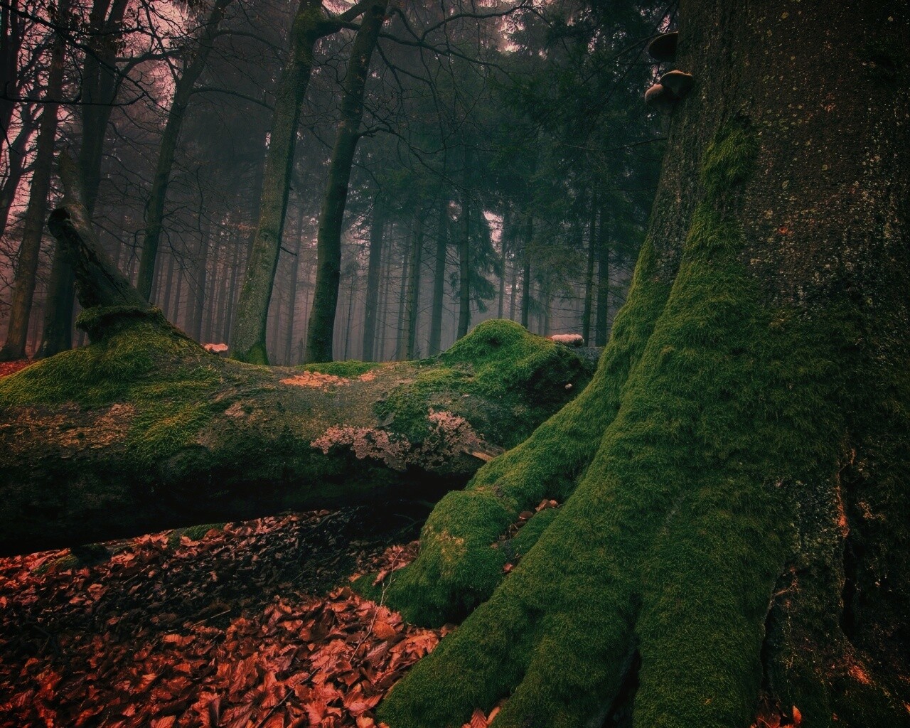 Дерево, поросшее мхом обои