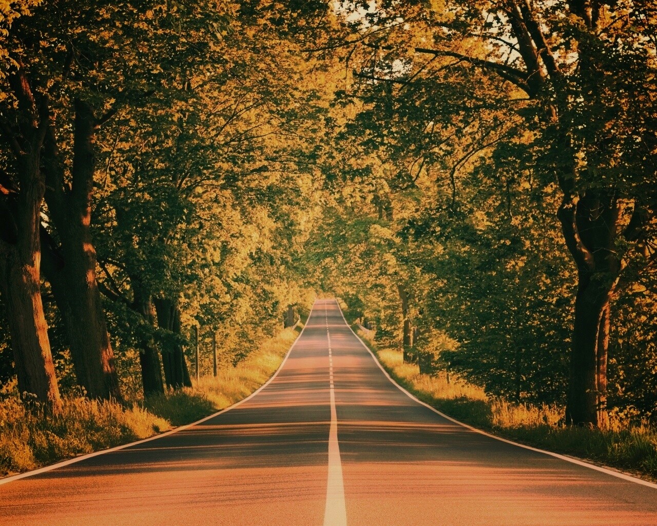 Под горку и в лес обои