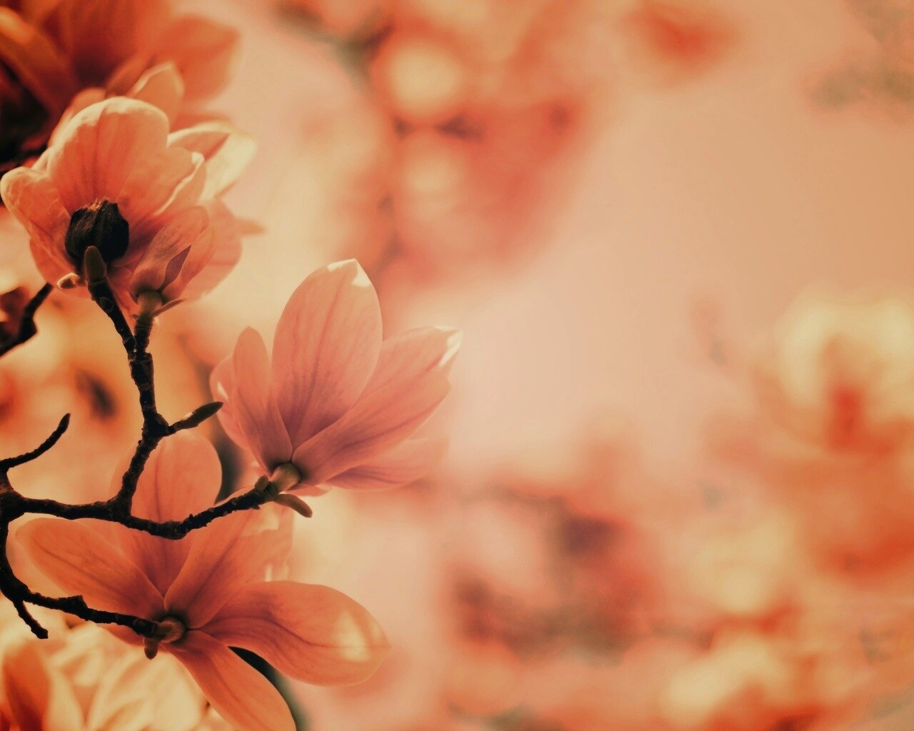 Цветы магнолии обои
