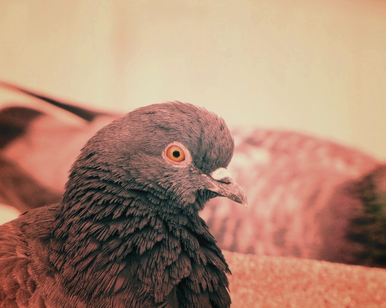 Смотрит в самую душу обои