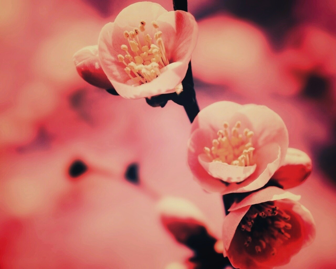 Великолепный цветок обои