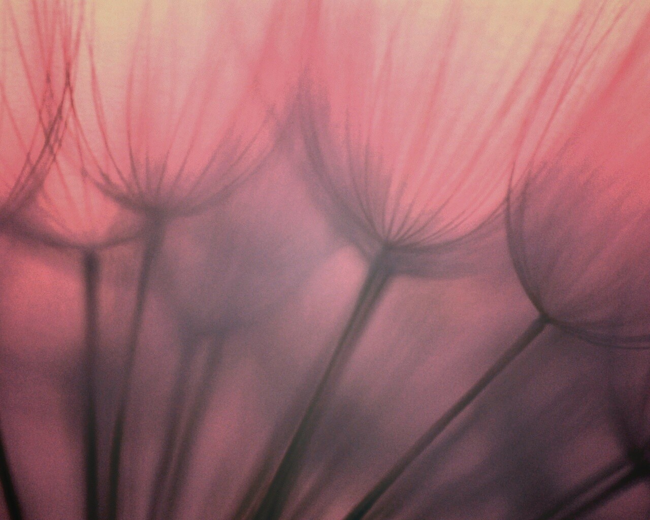 Рисунок одуванчика обои