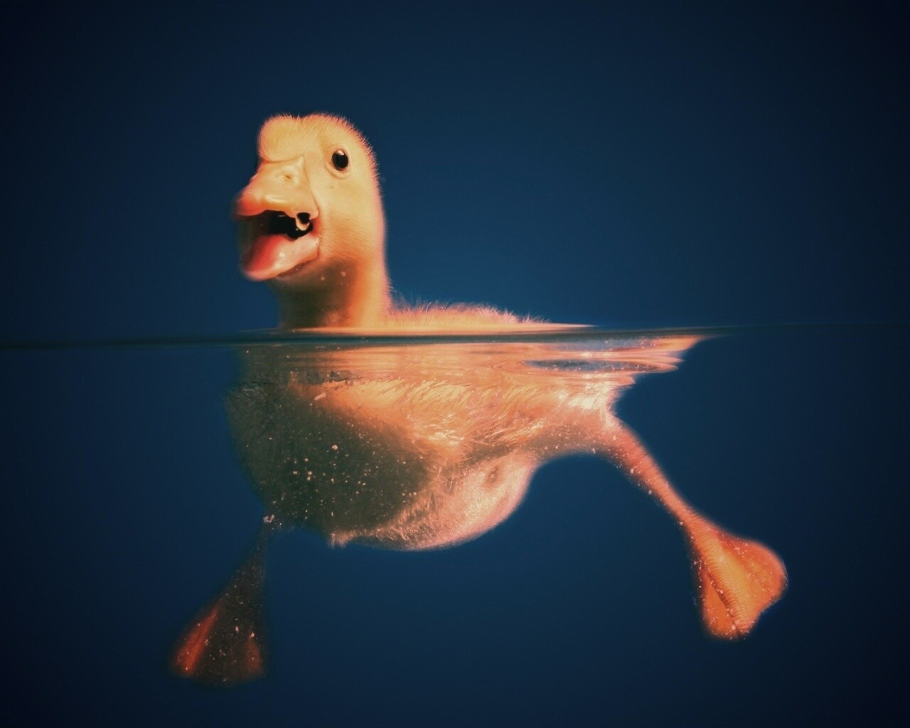 Утёнок в воде обои