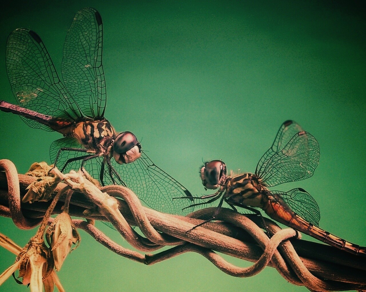 Две стрекозы обои