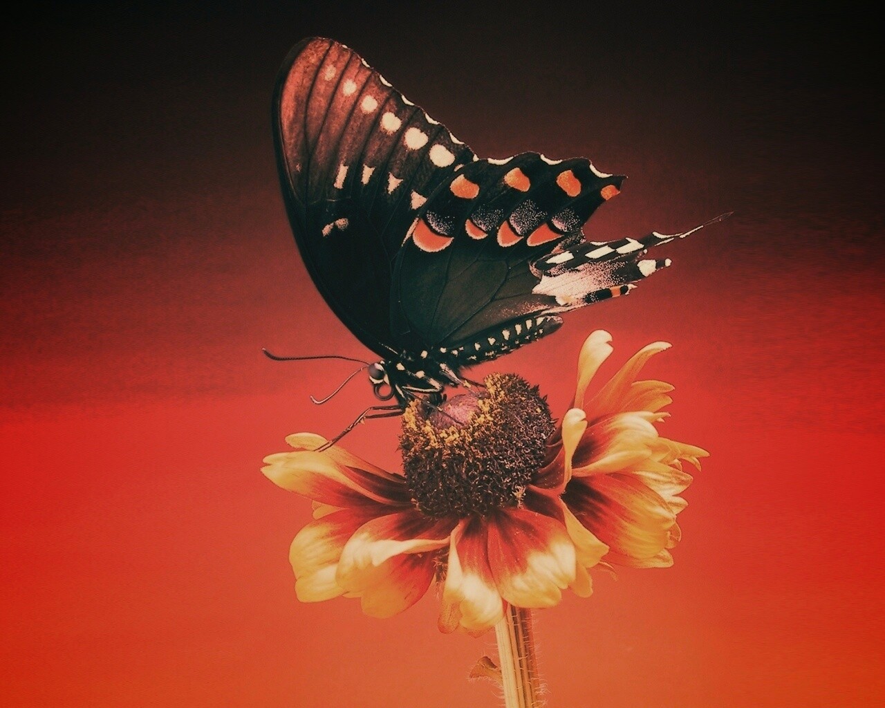Бабочка на цветке обои