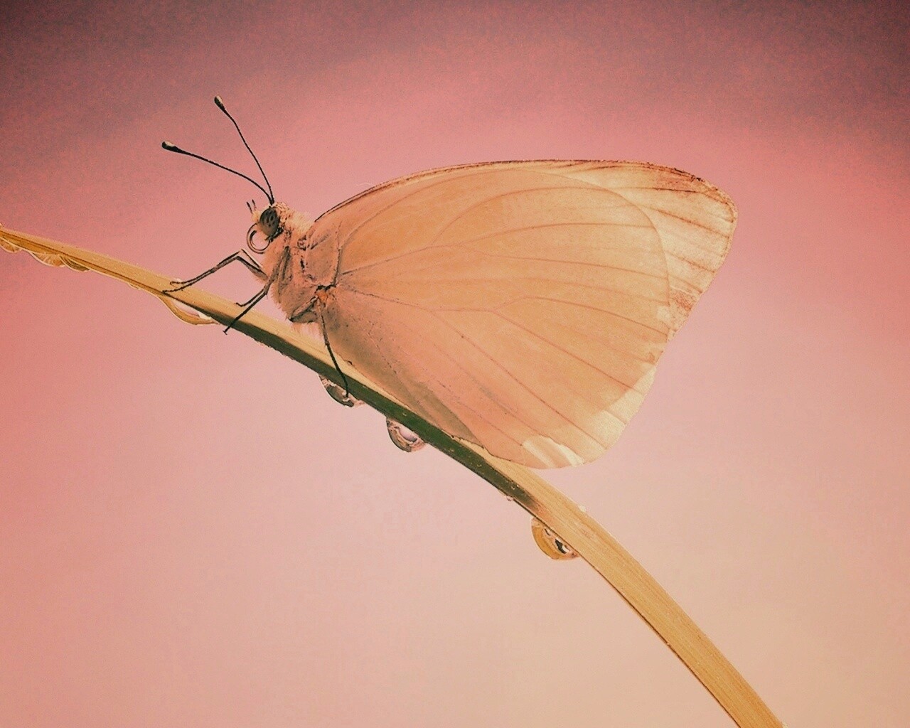 Жёлтая бабочка на стебельке обои