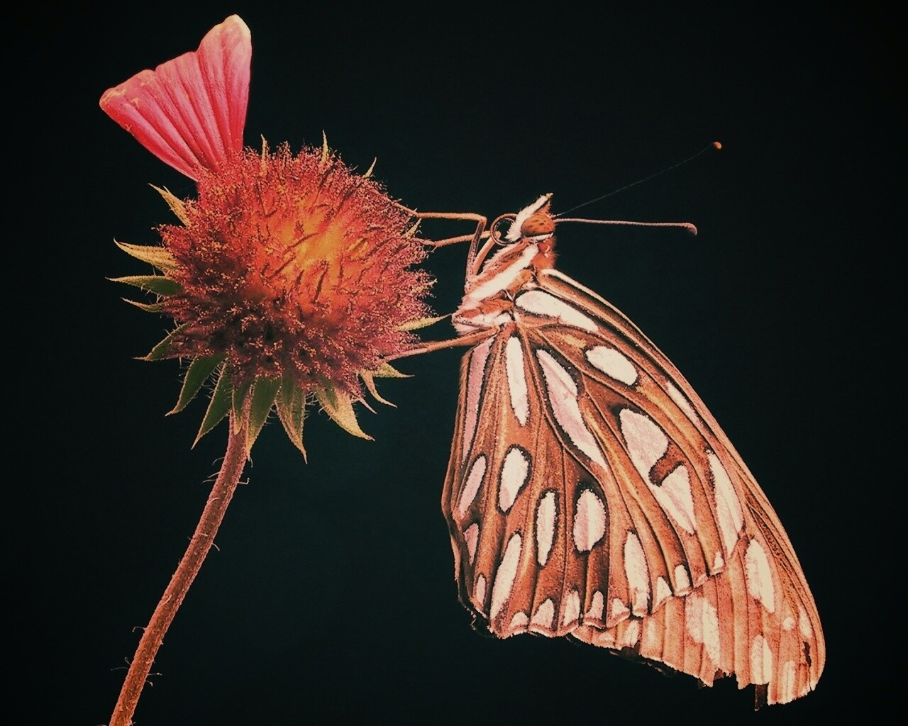 Бабочка на цветке обои