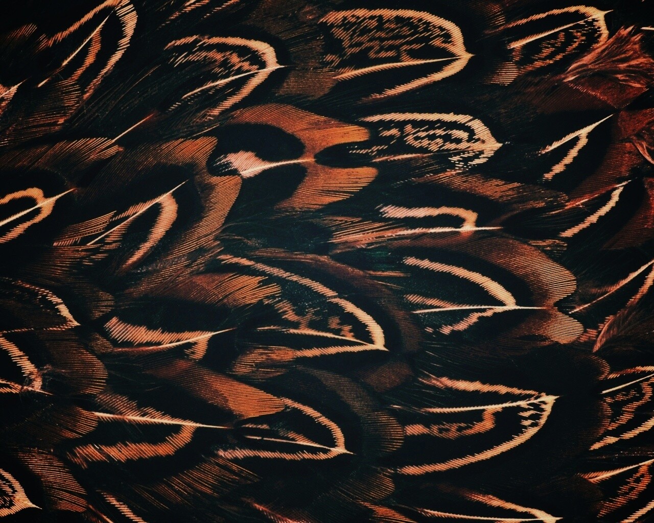 Красивые перья обои