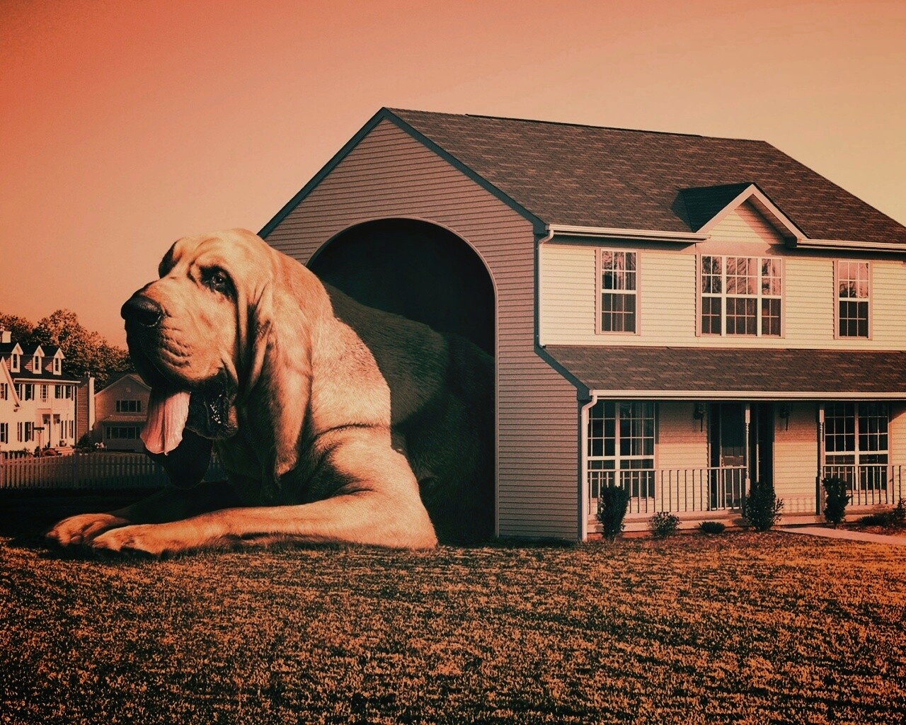 Действительно большая собака обои