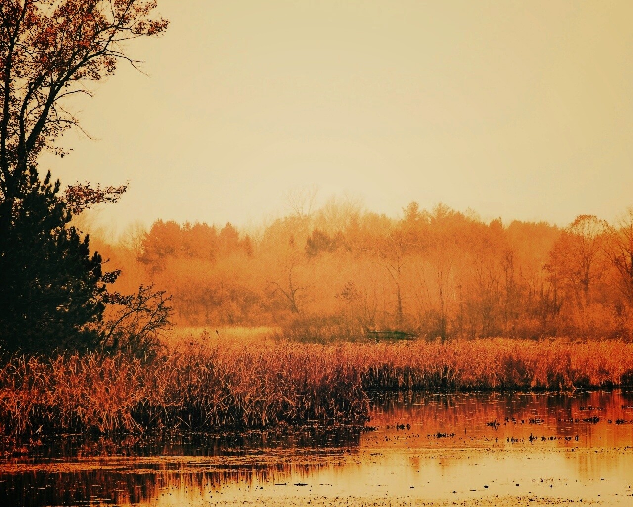 Живописные болота обои