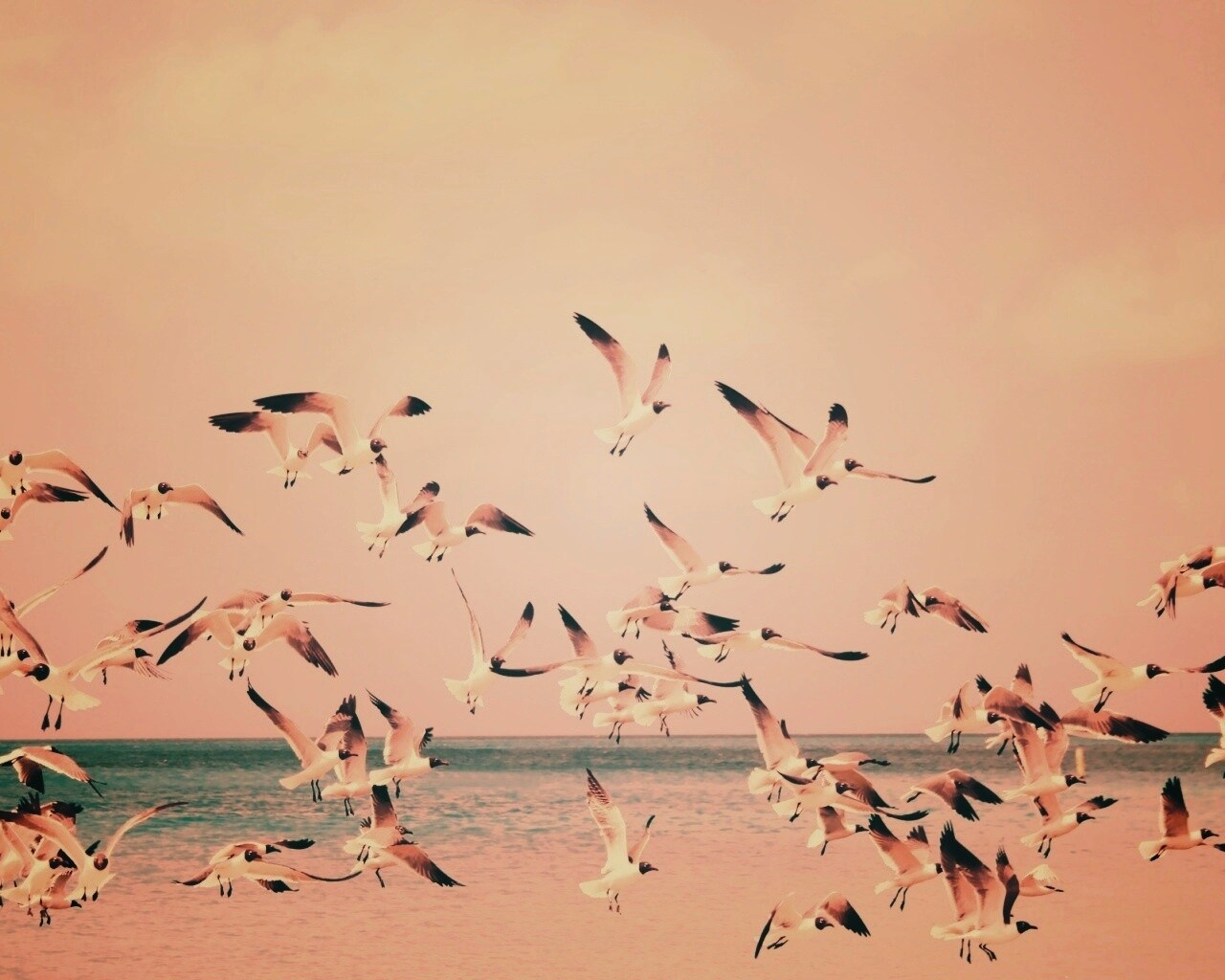 Стая взлетающих чаек обои