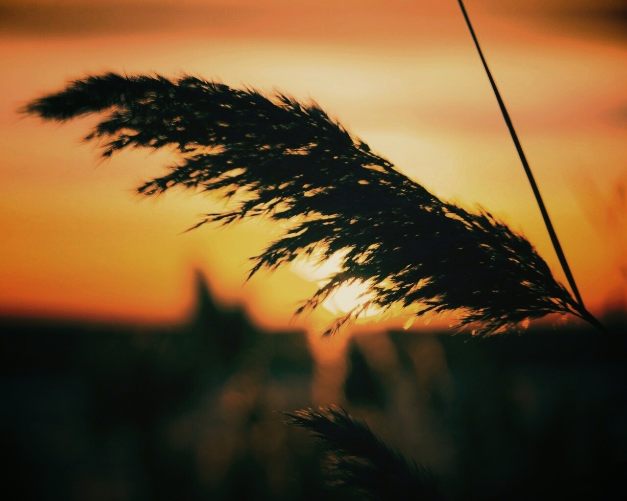 Камыш на закате обои