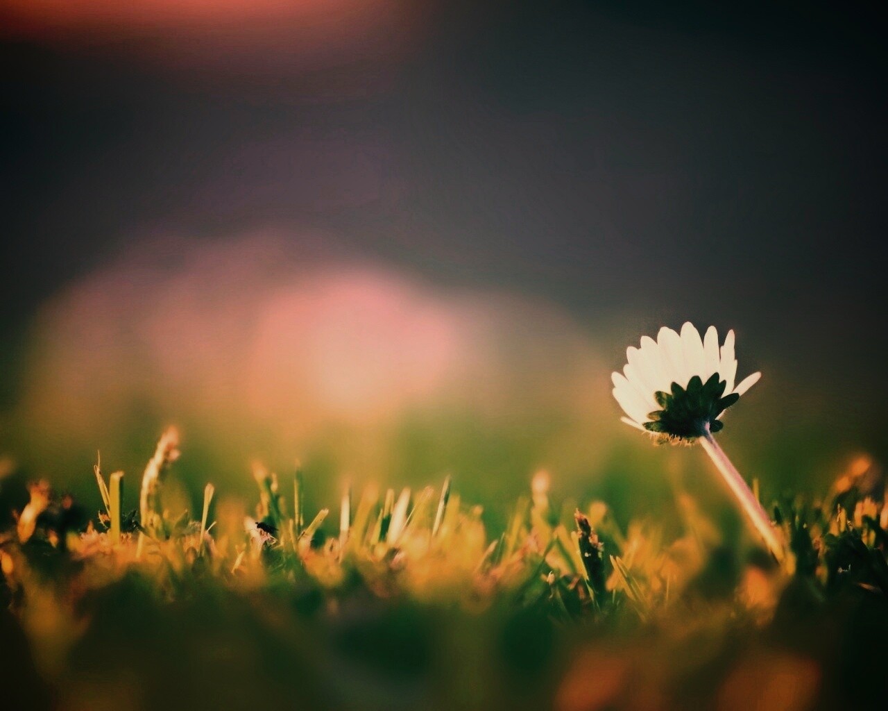 Цветок на траве обои