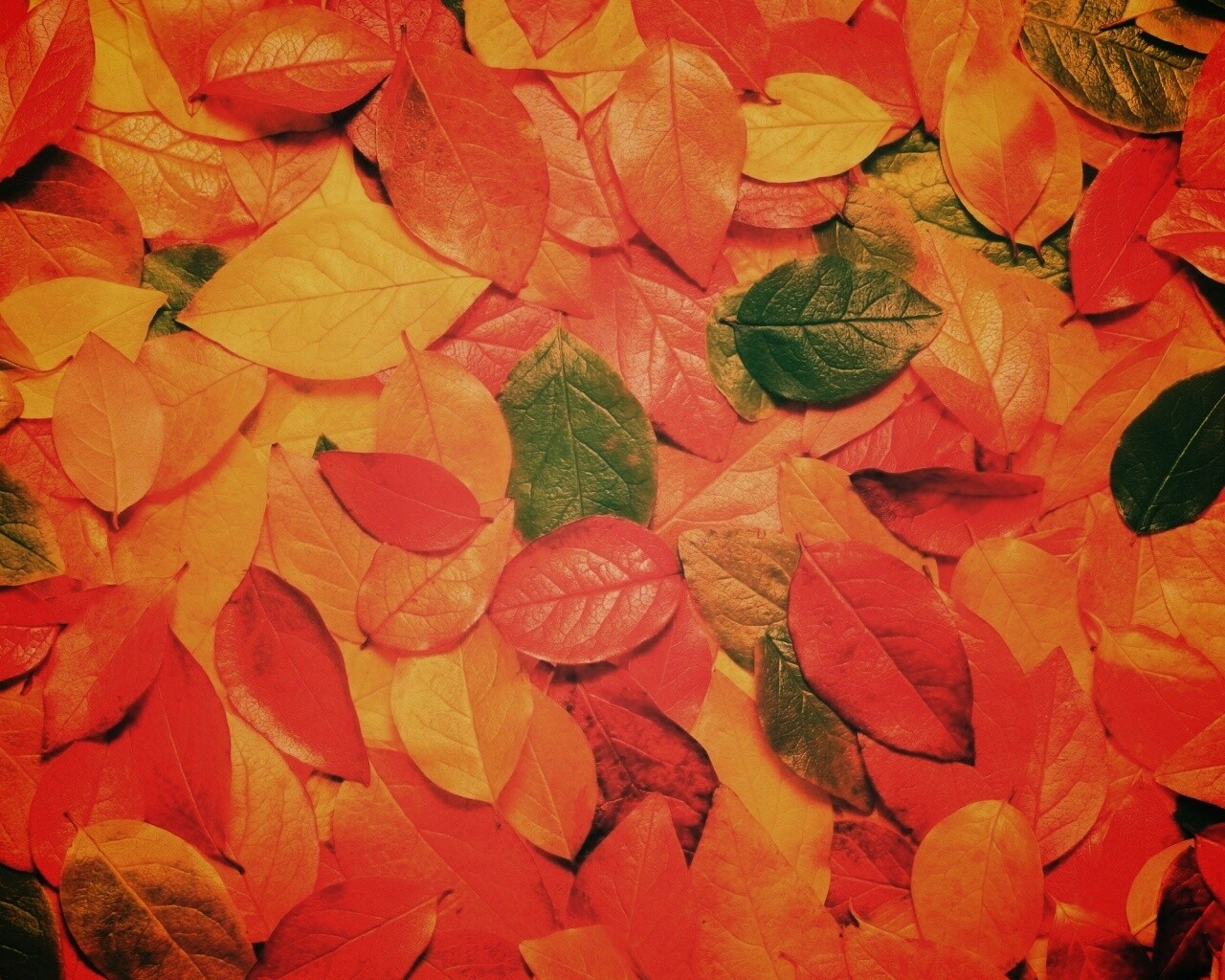 Цветной ковёр из листьев обои