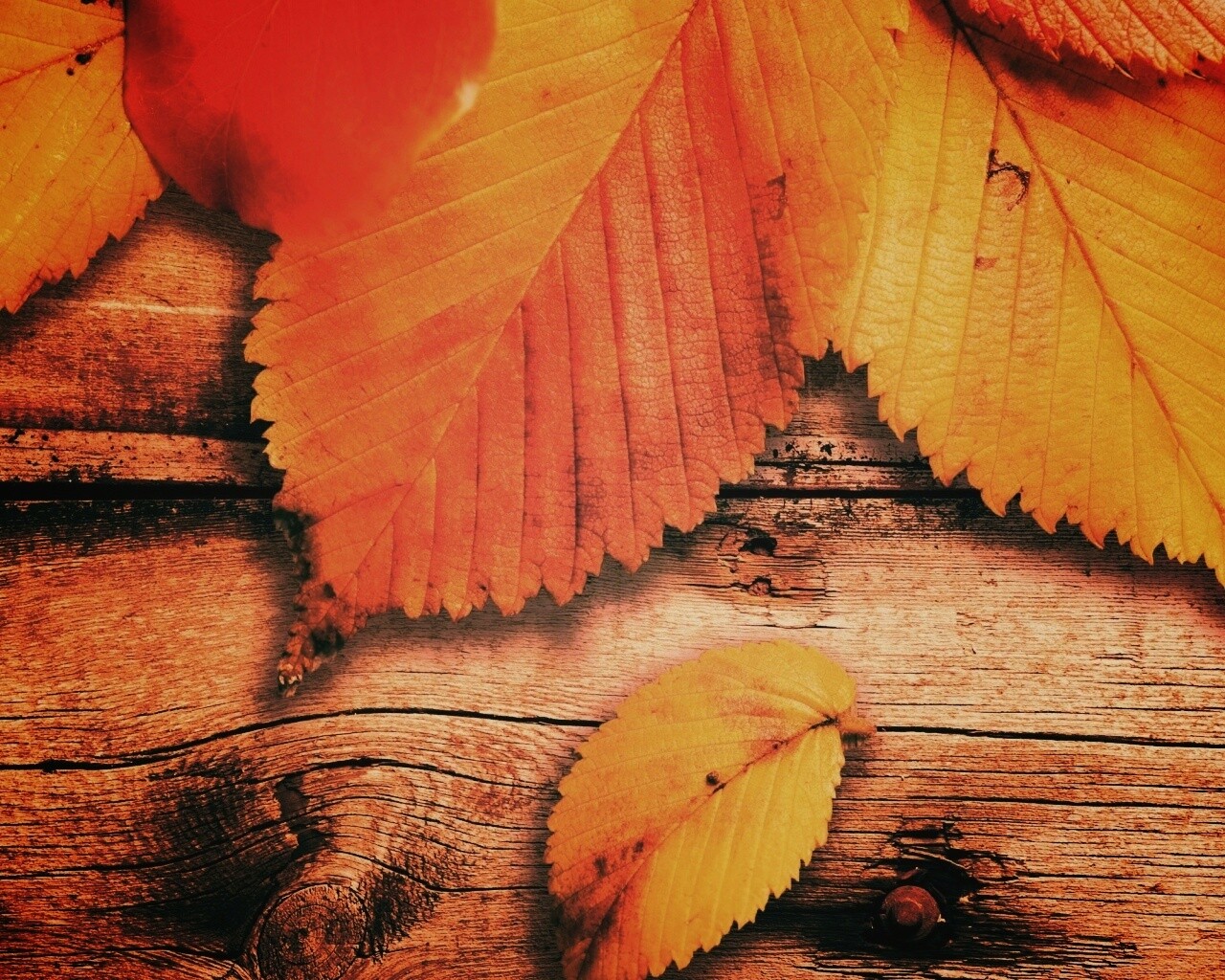 Красиво разложенные листья обои