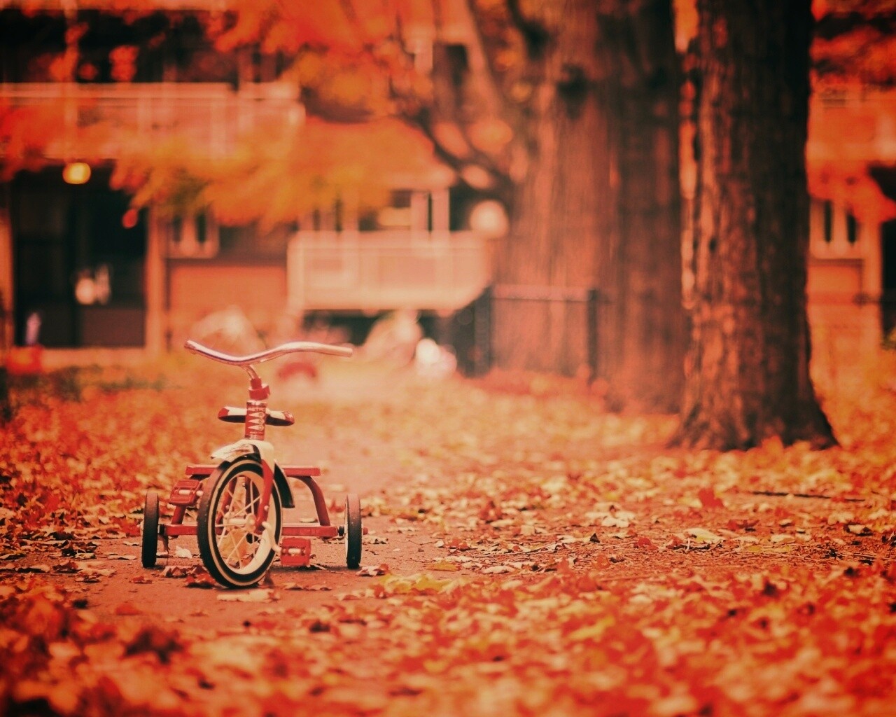 Трёхколёсный друг на осенней дорожке обои