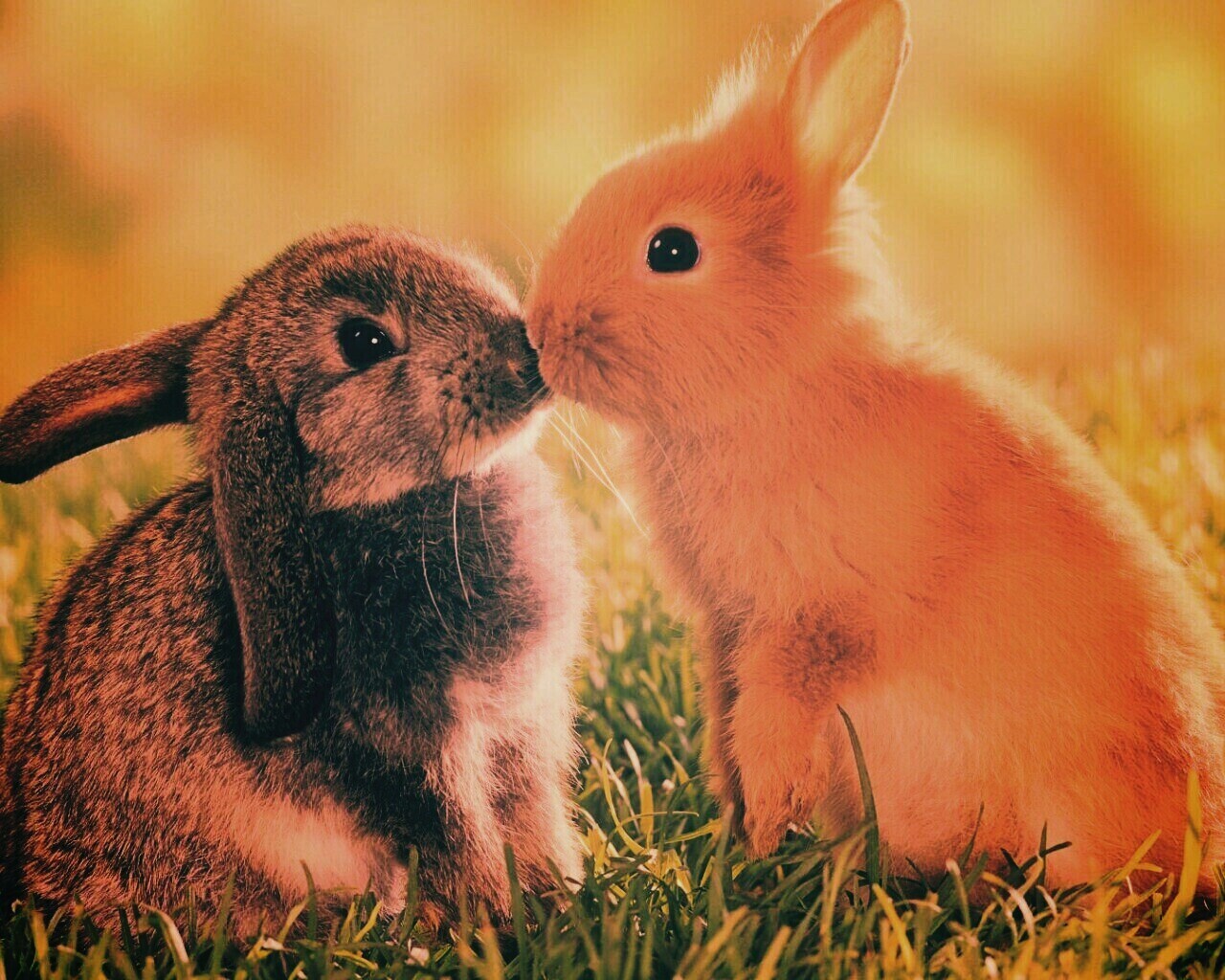 Кролики обои