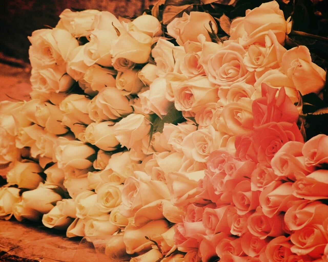 Букеты светлых роз обои