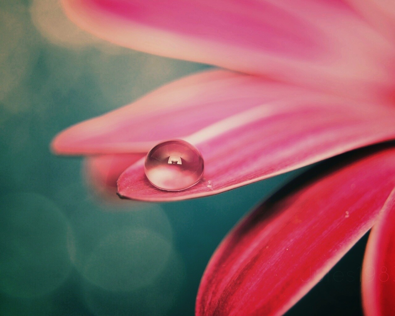 Капля на лепестке обои