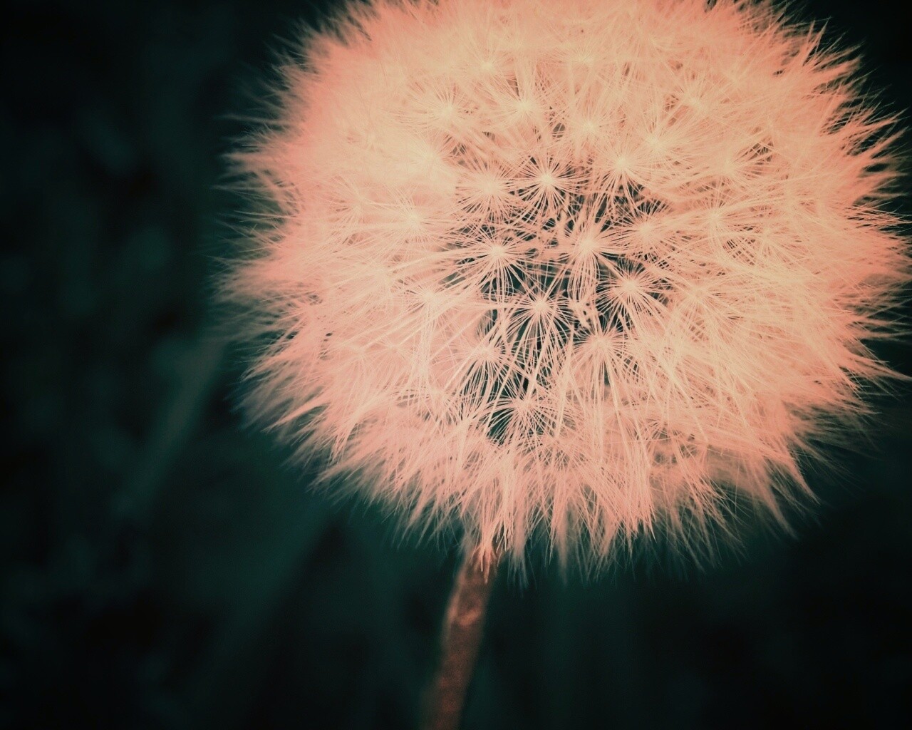 Одуванчик обои