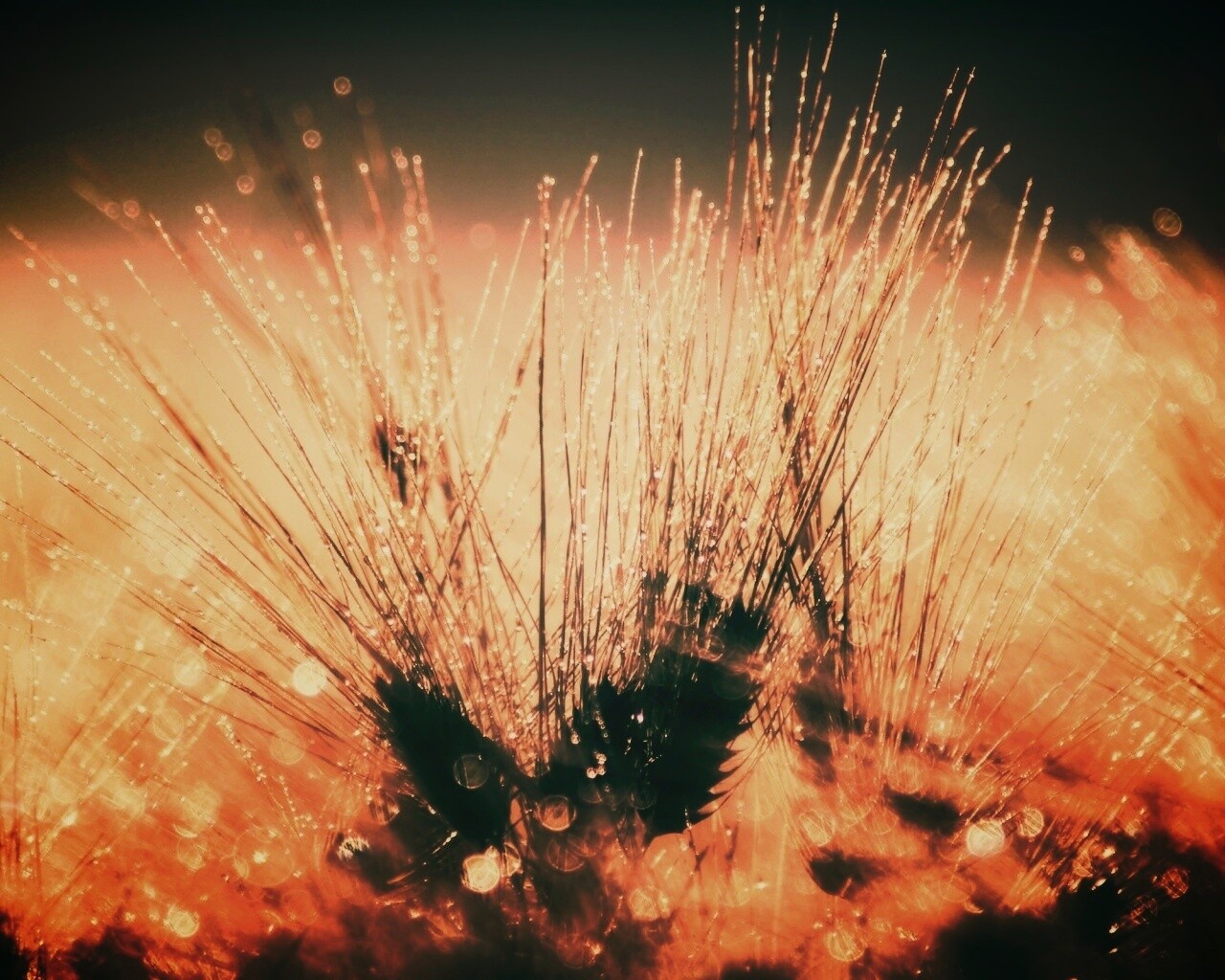 Трава на солнце обои