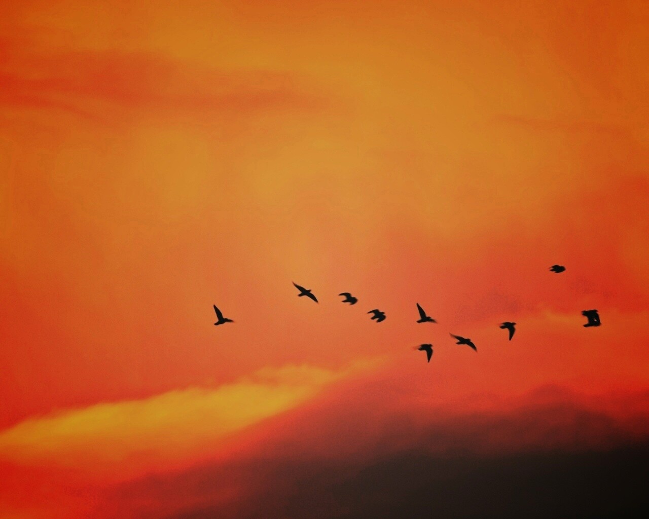 Птицы летят в закатном небе обои
