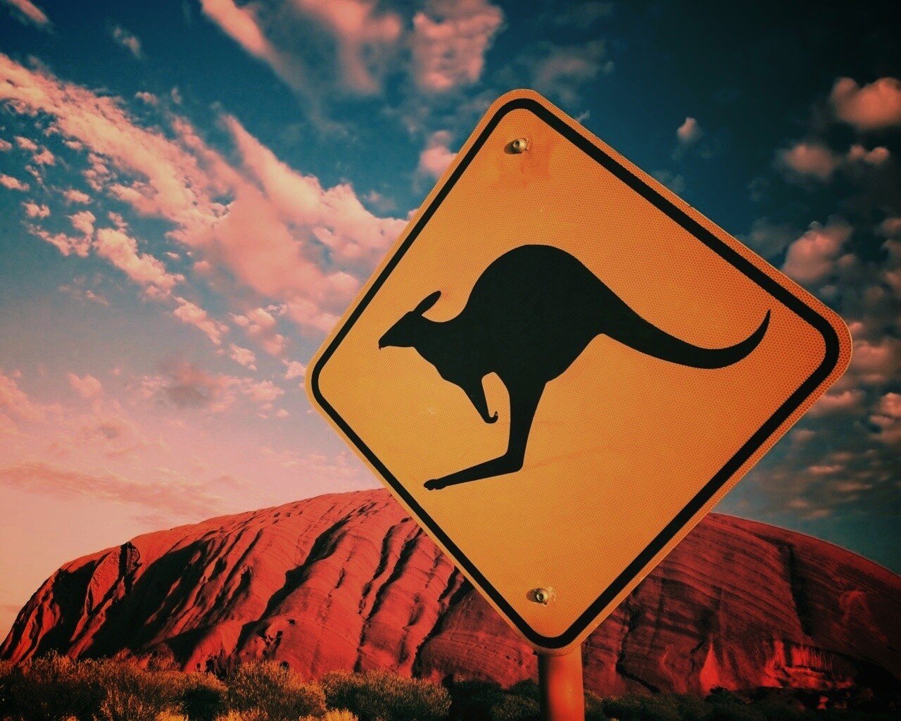 Осторожно, кенгуру! обои