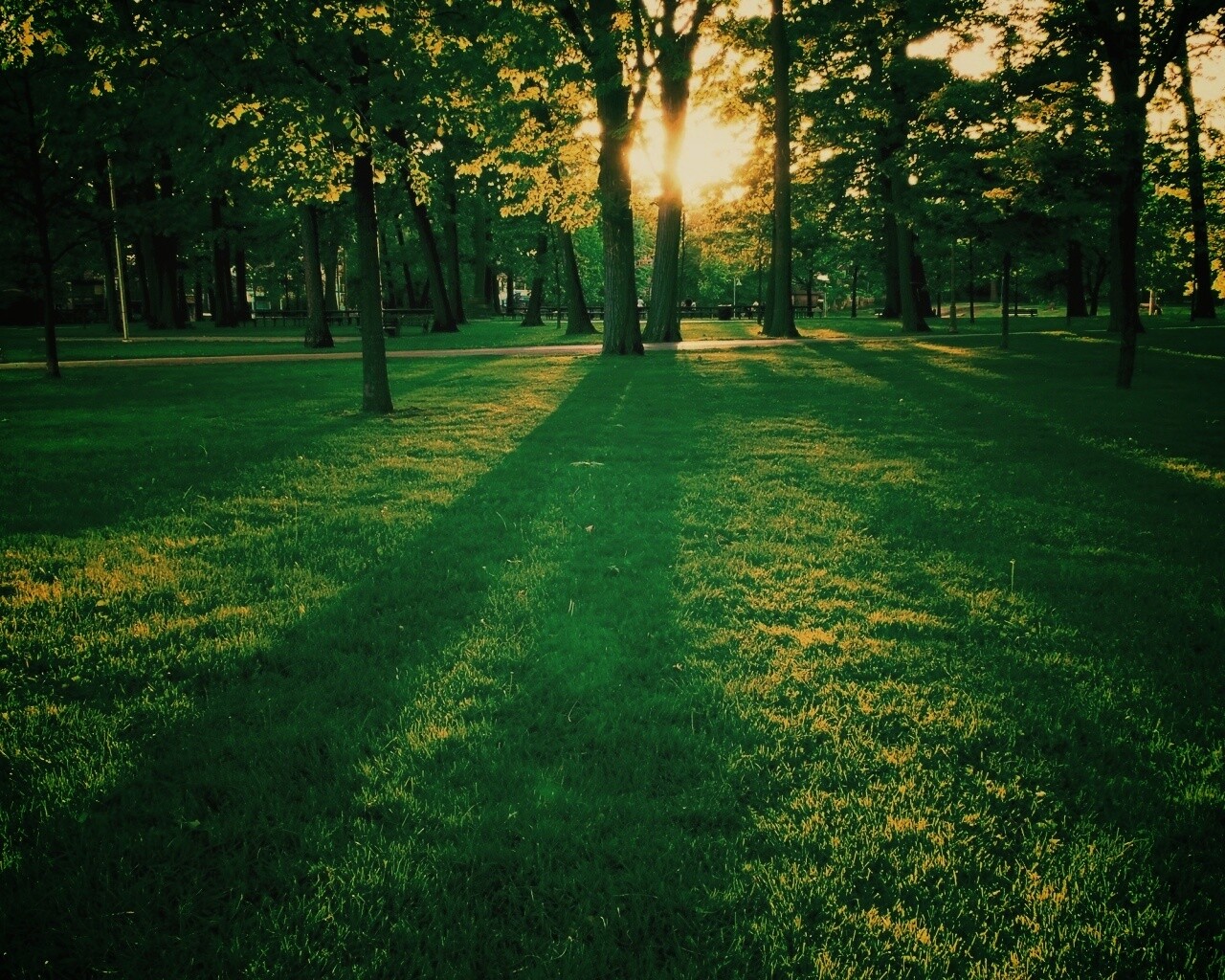 Лучи солнца сквозь листву деревьев обои