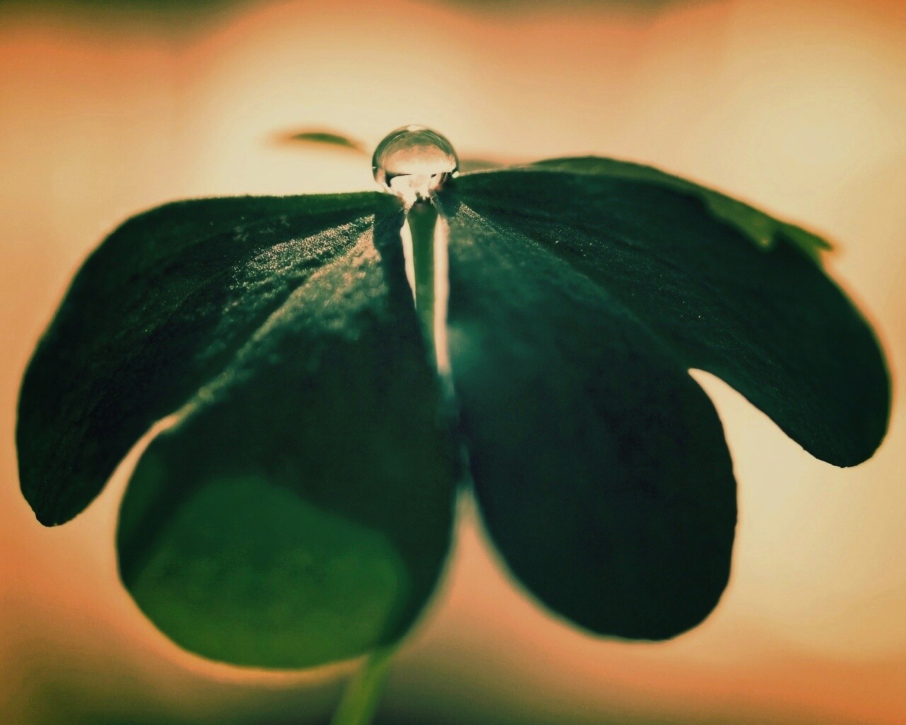 Зеленые листики и капелька воды обои