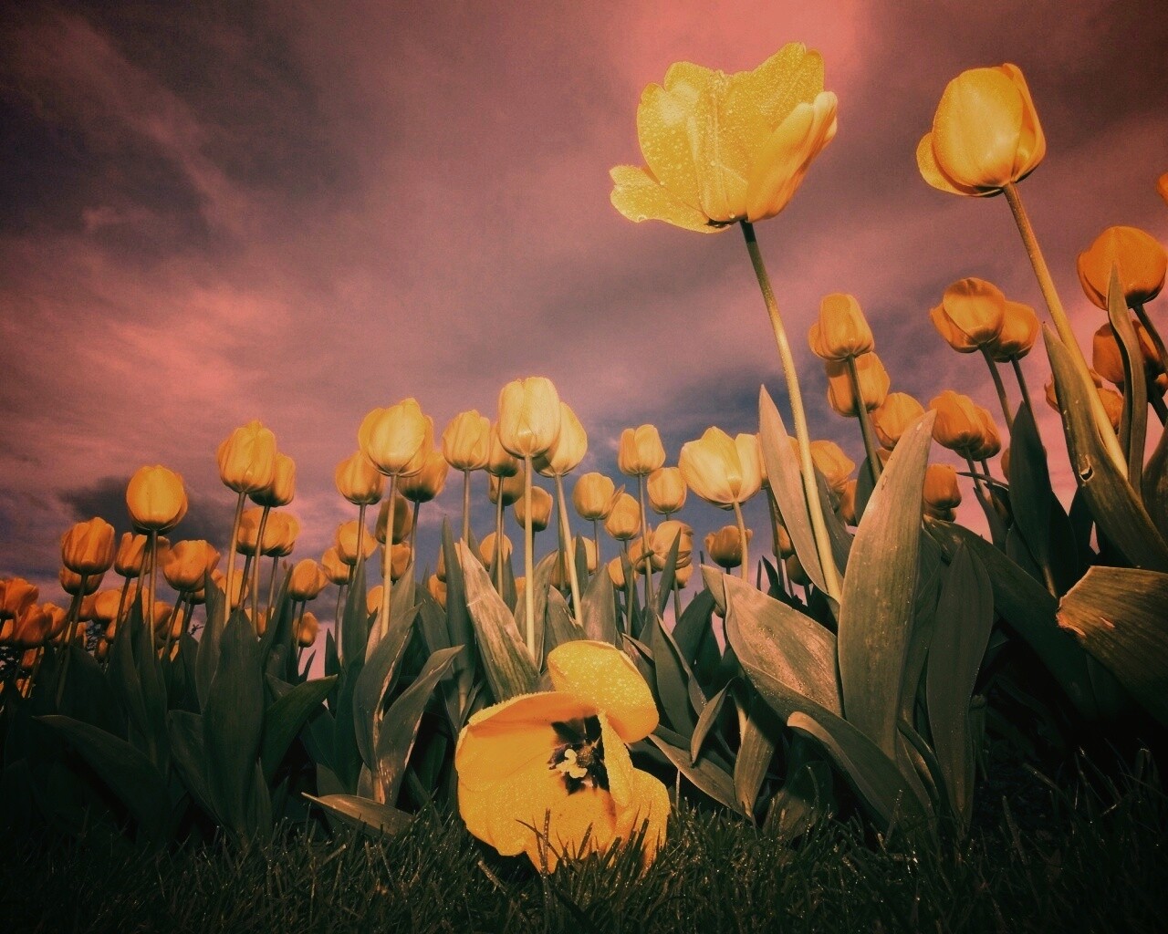 Жёлтые тюльпаны обои