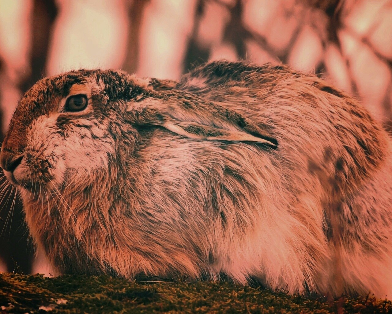 Нахохлившийся заяц-русак обои